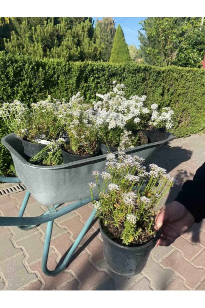 Іберійка багаторічна Taхо - 3л/вис.20-25см/Ø20-25см